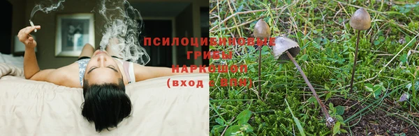 стаф Заводоуковск